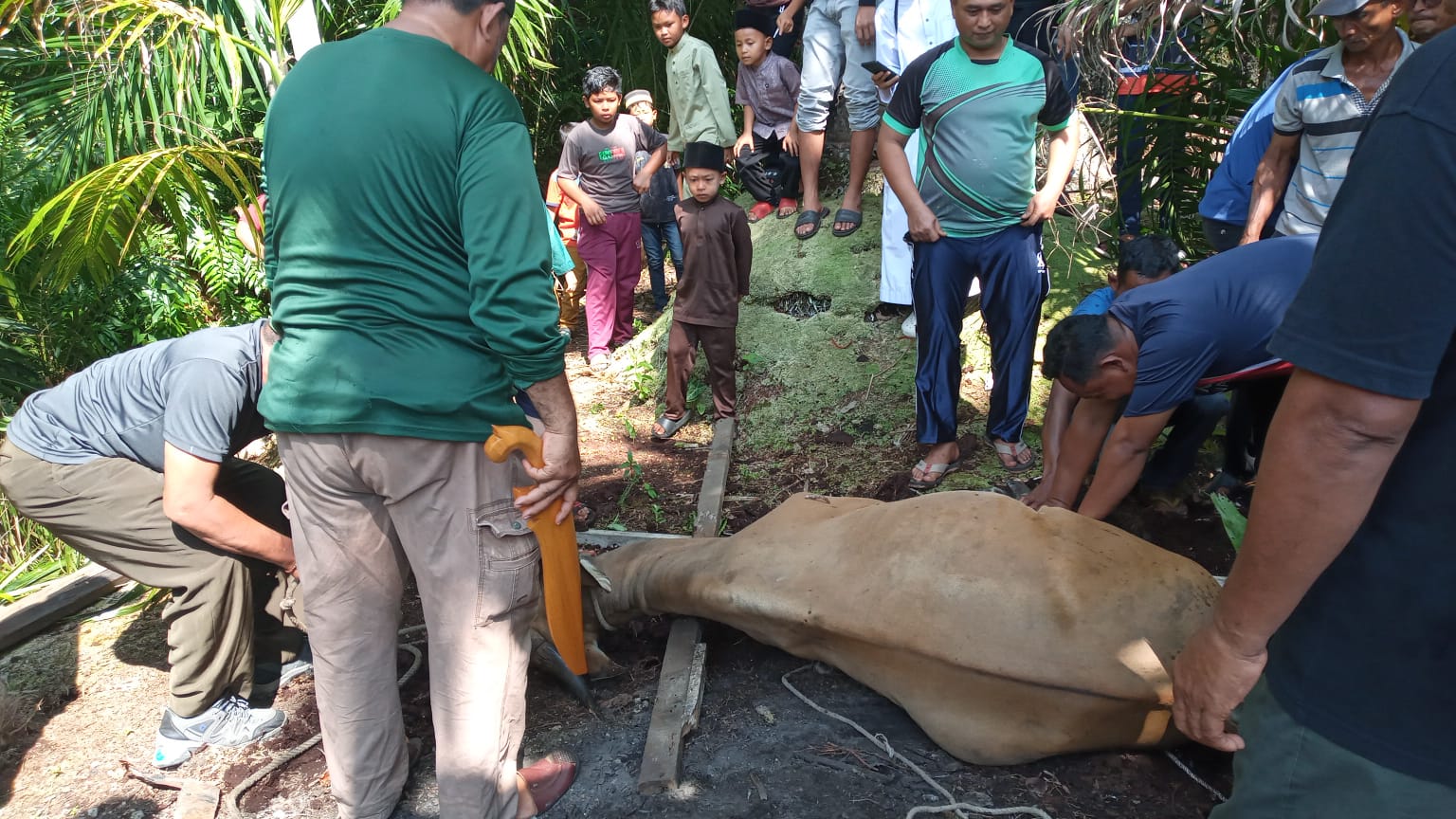 Meriah dan Penuh Kebersamaan, Seluruh Warga Desa Muntai Kebagian Daging Qurban Idul Adha 1447 H